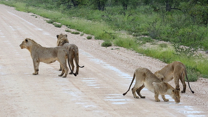 _17C1962 Lions in the road, sir.jpg